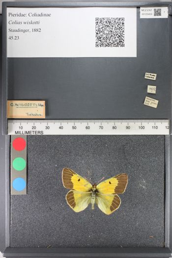 Media type: image;   Entomology 125459